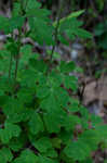 European columbine